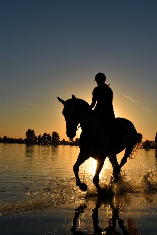 rein of a horse