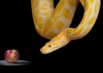 snake, apple, paradise, eve, bible, forbidden fruit, temptation, eden, adam, snake, snake, snake, snake, snake, temptation, temptation, temptation, eden