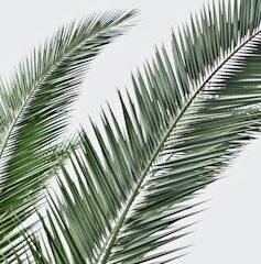 Palm, Omer